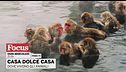 Casa dolce casa - Dove vivono gli animali