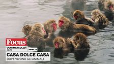 Casa dolce casa - Dove vivono gli animali