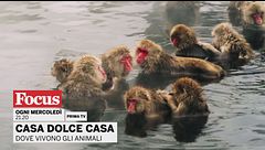 Casa dolce casa - Dove vivono gli animali