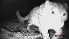 Cina, sono nati i cuccioli di leopardi delle nevi reintrodotti sui Monti Helan