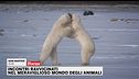 Incontri ravvicinati nel meraviglioso mondo degli animali