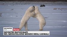 Incontri ravvicinati nel meraviglioso mondo degli animali