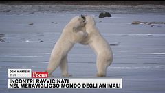 Incontri ravvicinati nel meraviglioso mondo degli animali