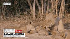 Casa dolce casa - Dove vivono gli animali