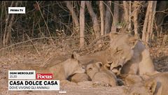 Casa dolce casa - Dove vivono gli animali
