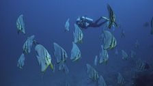 Profondo Maldive