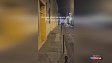 Il coniglietto Casper è la nuova mascotte di Parigi: incanta i passanti saltellando per Le Marais