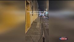 Il coniglietto Casper è la nuova mascotte di Parigi: incanta i passanti saltellando per Le Marais