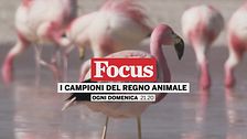 I campioni del regno animale