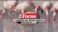 I campioni del regno animale