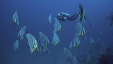 Profondo Maldive