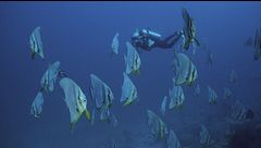 Profondo Maldive