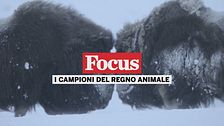 I campioni del regno animale