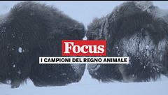 I campioni del regno animale