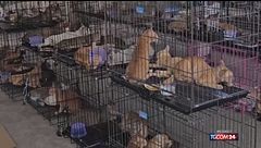Vietnam, maxi operazione contro il traffico di gatti: oltre 400 salvati dalle pentole