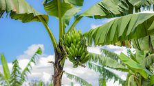 Profumo d'estate: fragranze alla banana