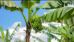 Profumo d'estate: fragranze alla banana