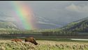 Le meraviglie del parco di Yellowstone