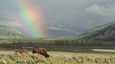 Le meraviglie del parco di Yellowstone