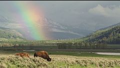 Le meraviglie del parco di Yellowstone