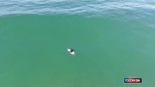 Surfista viene circondato da uno squalo in mare aperto: la fuga a nuoto