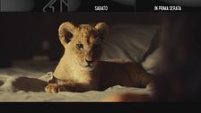King - Un cucciolo da salvare