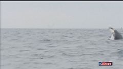 Islanda, dopo due anni di stop riprende la caccia alle balene