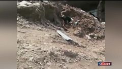 Terremoto Venezuela, al lavoro anche Tsunami: il cane soccorritore