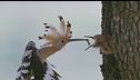Dehesa: la foresta delle meraviglie