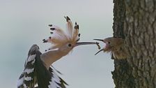Dehesa: la foresta delle meraviglie