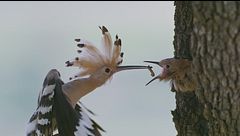 Dehesa: la foresta delle meraviglie