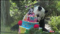 Messico, panda festeggia il suo 36esimo compleanno con una torta... speciale