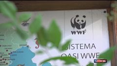 WWF, 60 anni di impegno per la salvaguardia dell'ambiente