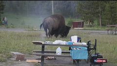 Al parco di Yellowstone un turista viene caricato da un bisonte: il volo a due metri e mezzo di altezza