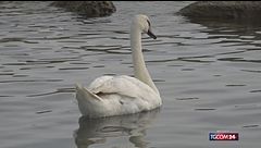 Il cigno "trasloca" in spiaggia: a Marina di Massa tutti pazzi per l'animale