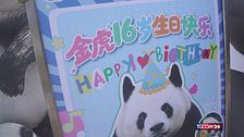 Il panda Wang Shu compie un anno, la festa allo zoo di Chongqing