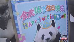 Il panda Wang Shu compie un anno, la festa allo zoo di Chongqing