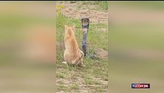 Gatto affronta un cobra e lo mette in fuga: il duello diventa virale