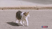 Regno Unito, il gatto Larry attende il nuovo premier Burnham