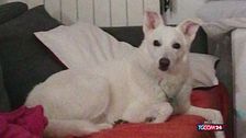 Lupo assale bimbo a Camaiore (Lucca): il cane di famiglia si immola