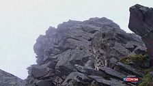 Nuovo raro avvistamento del leopardo delle nevi in Cina