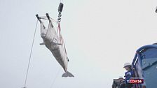 Stati Uniti, corsa contro il tempo per salvare sei beluga dal parco marino di Niagara Falls