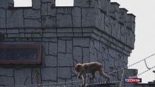 Giappone: il primo compleanno di Punch, il macaco abbandonato dalla mamma