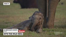 Into the wild India