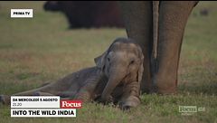 Into the wild India