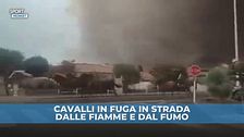 Francia, emergenza incendi: cavalli in fuga in strada