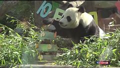 Mosca, una coppia di panda festeggia insieme il compleanno