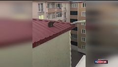 Salva un gatto bloccato al sesto piano di un palazzo con... un'asse da stiro