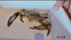 Il granchio blu sbarca nel Po: catturato (a sorpresa) da un pescatore parmense