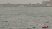 Venezia, un delfino incanta le acque di Canal Grande